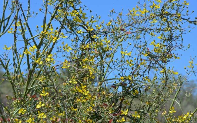 Cottsia gracilis, Slender Janusia, Southwest Desert Flora